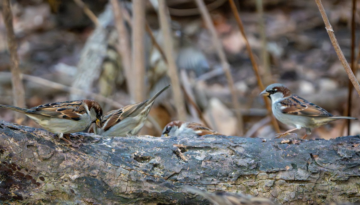 Moineau domestique - ML647267848