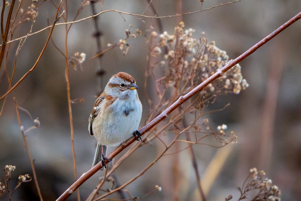 Bruant hudsonien - ML647267851