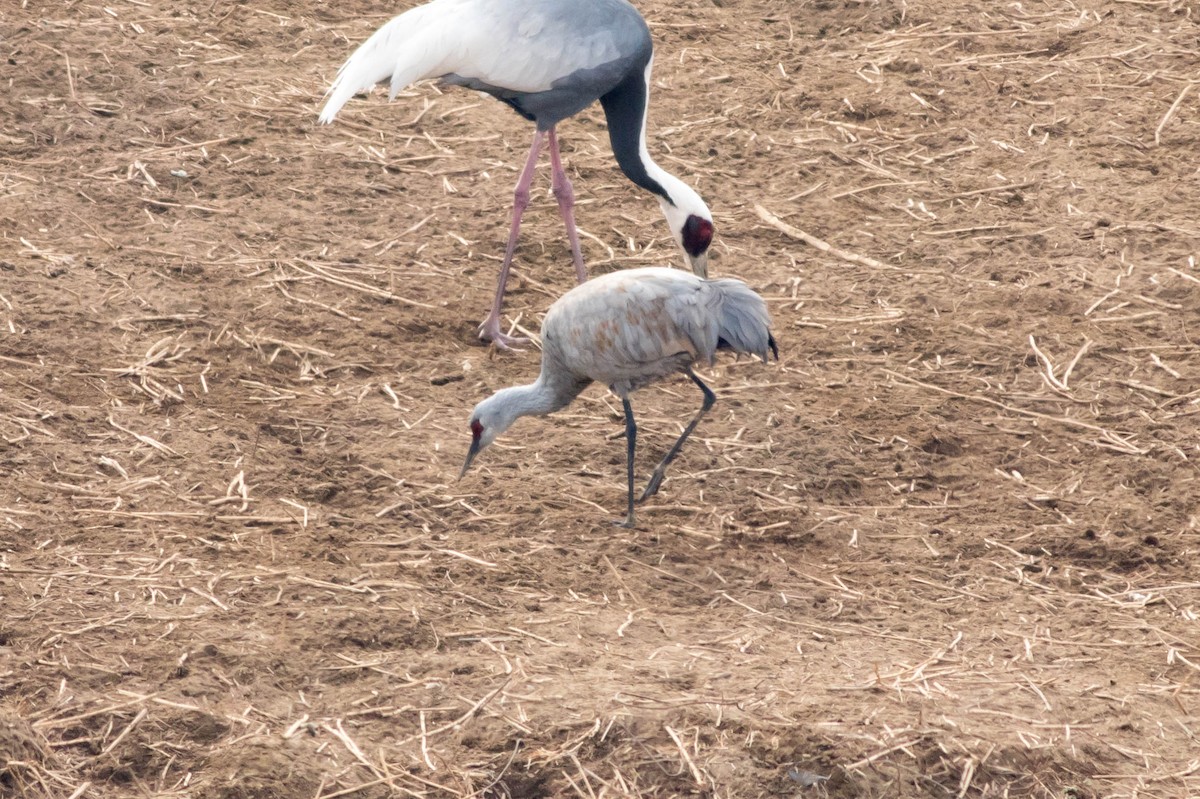 Grulla Canadiense - ML647267852