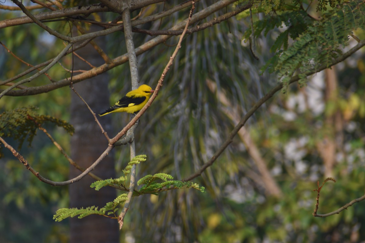 Indian Golden Oriole - ML647267854
