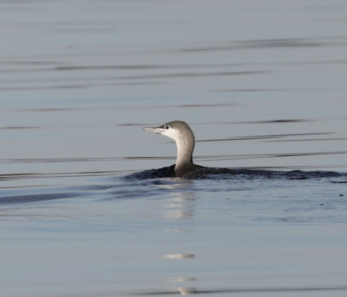 Red-throated Loon - ML647267855