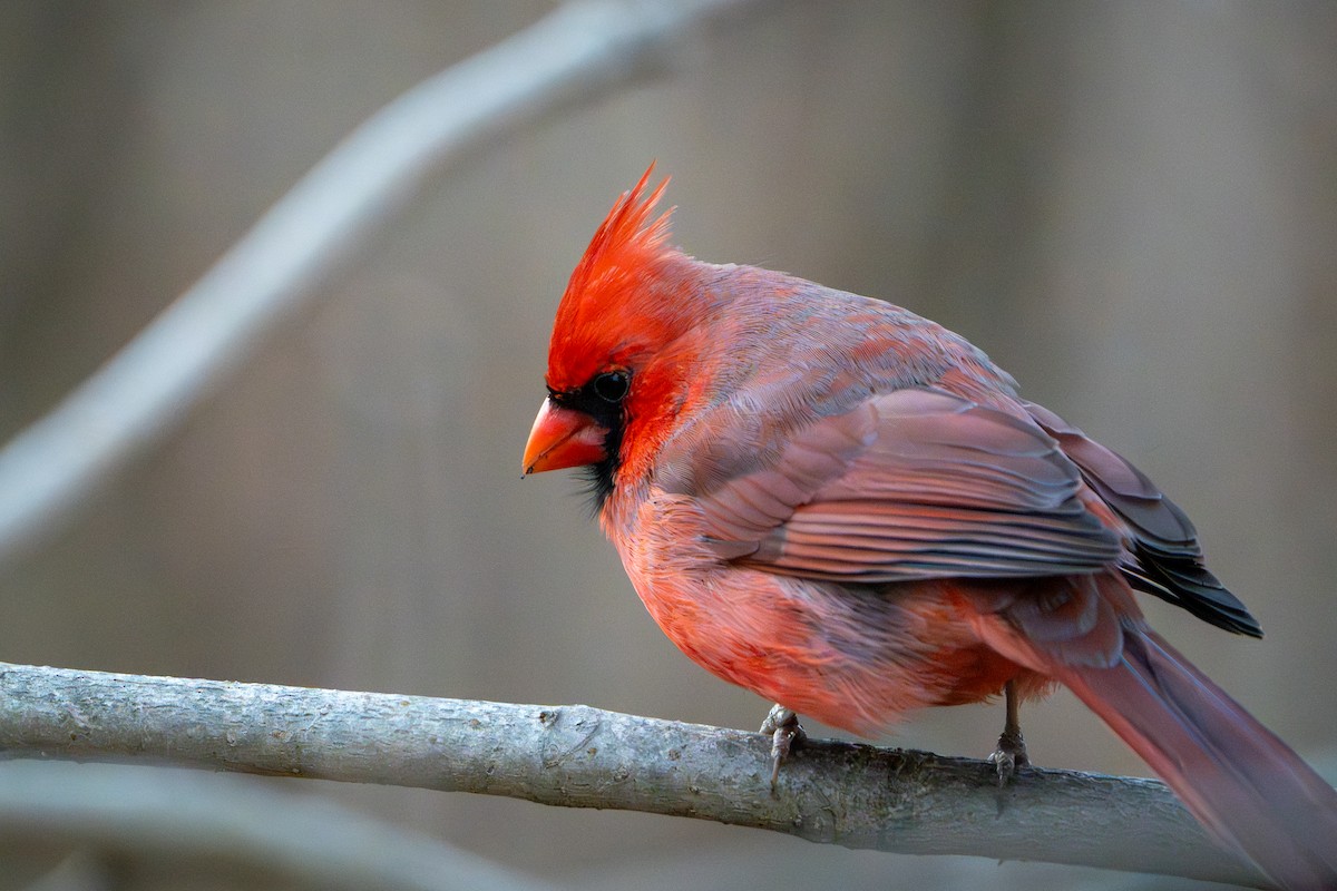 Cardinal rouge - ML647267858