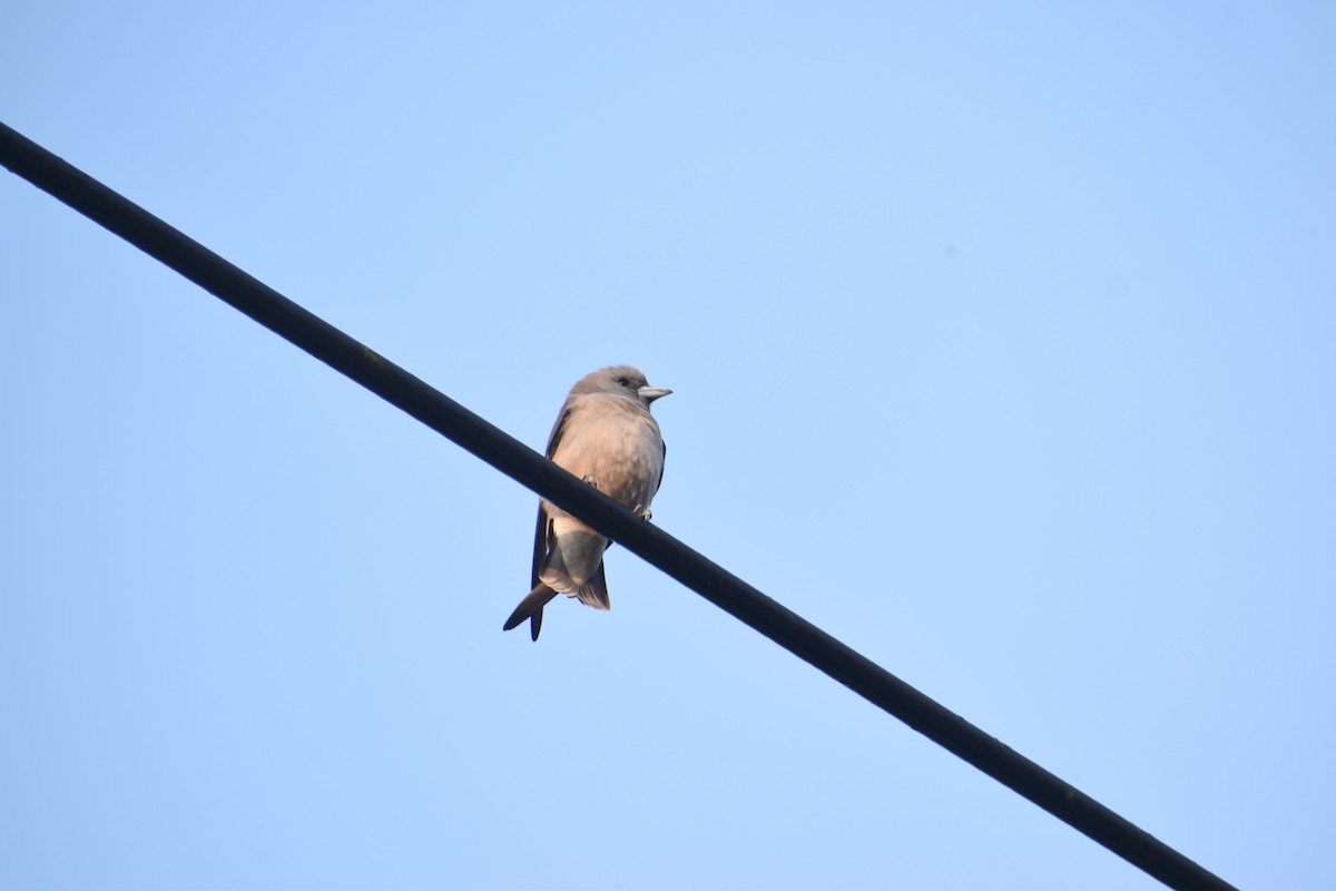 Ashy Woodswallow - ML647267861