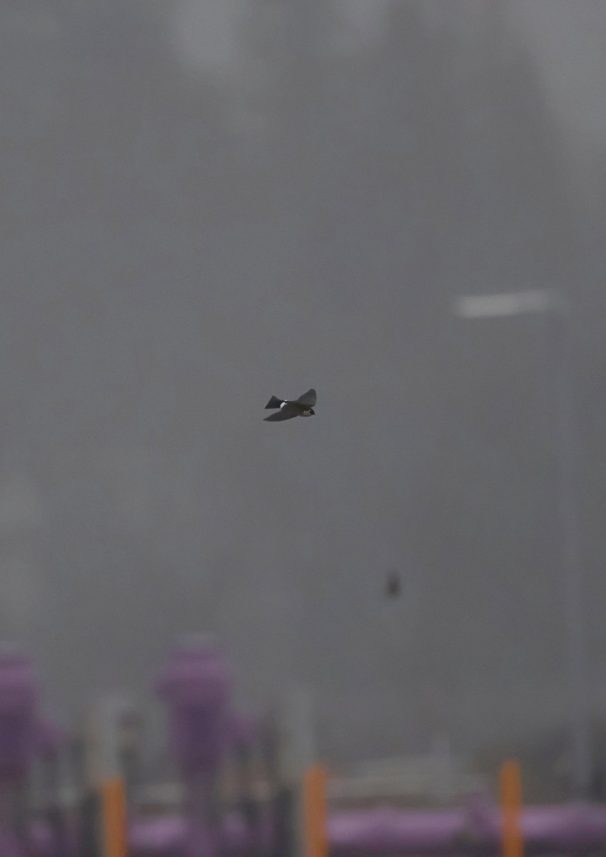 Hirondelle à face blanche - ML647267862