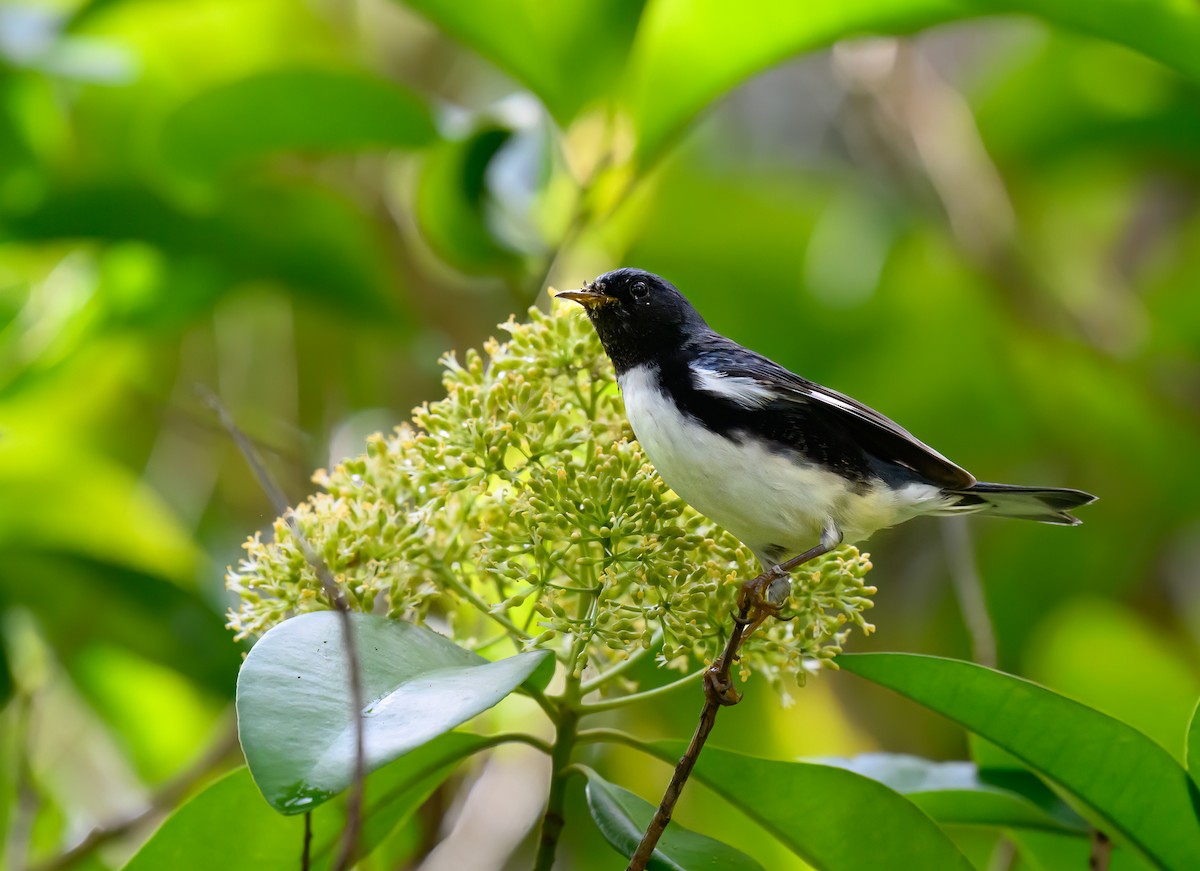 Black-throated Blue Warbler - ML647267863