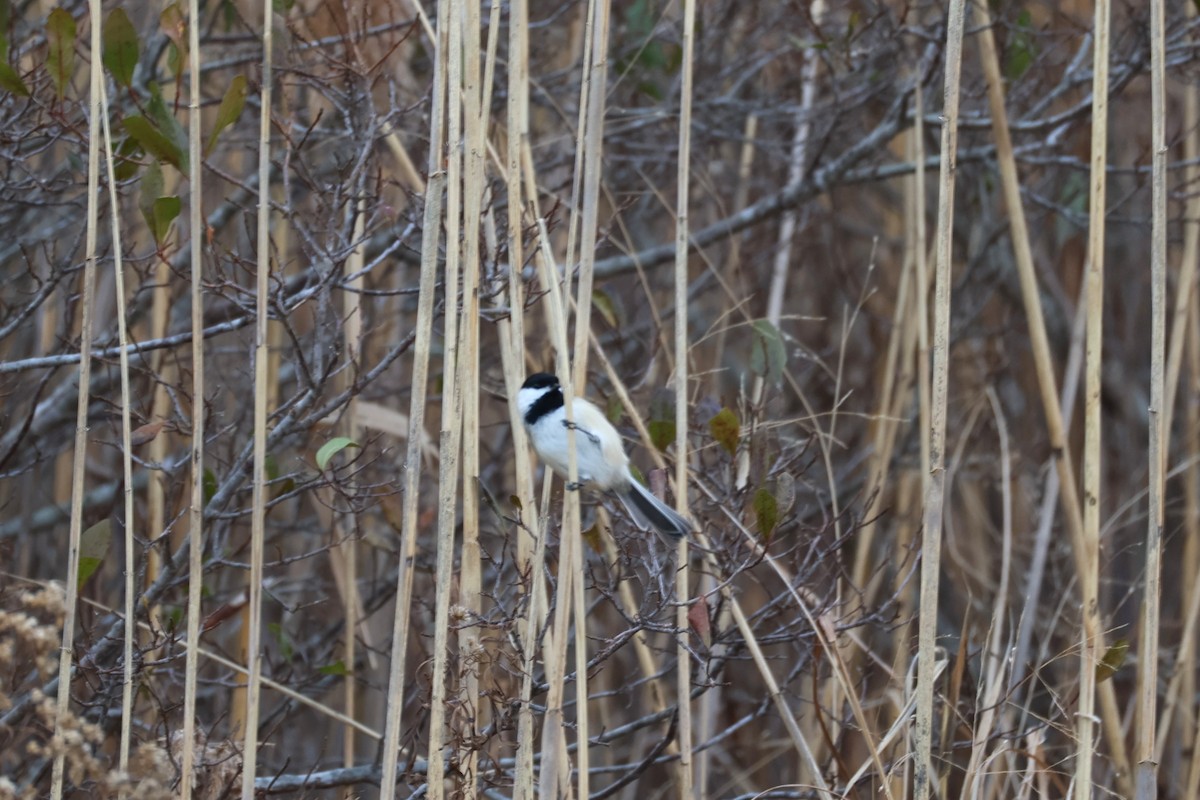 Black-capped Chickadee - ML647267864