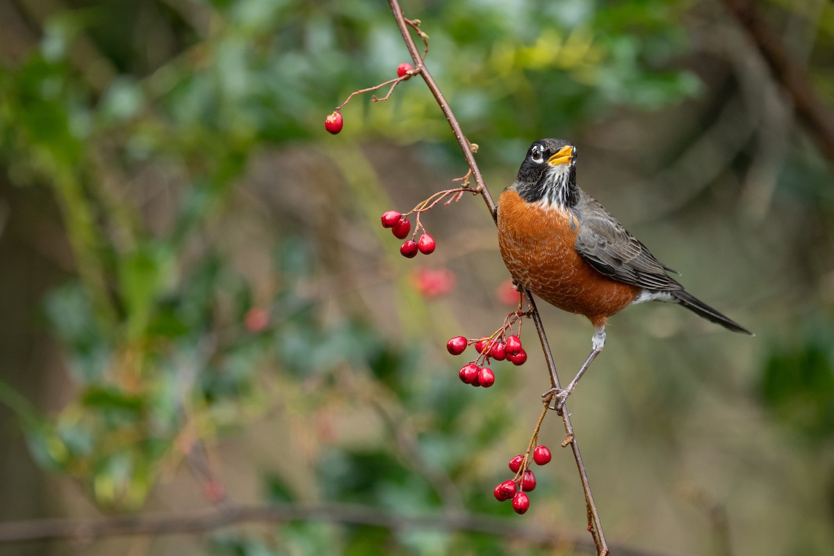 American Robin - ML647267869
