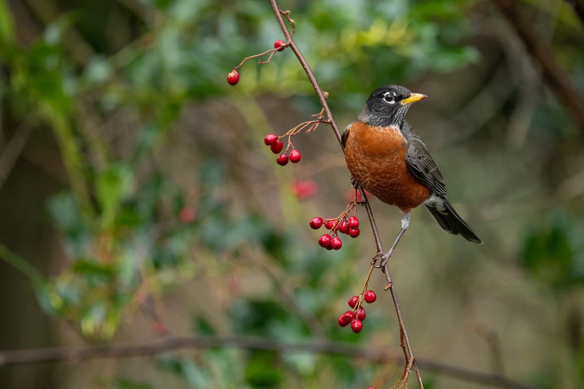 American Robin - ML647267873