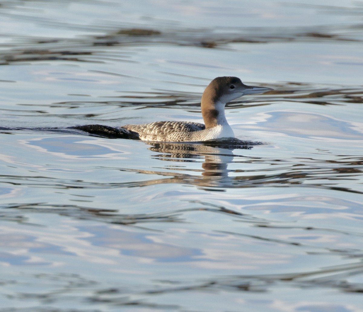 Common Loon - ML647267874