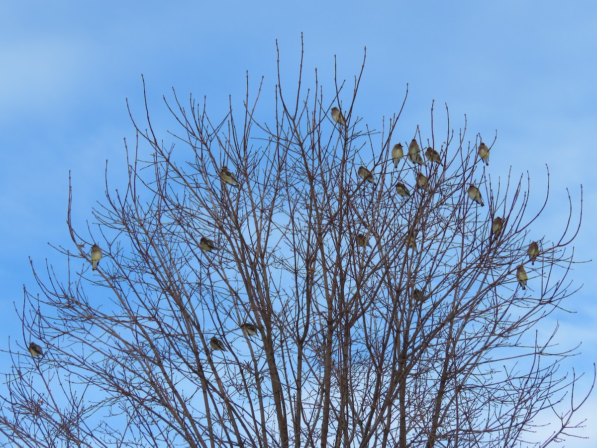 Cedar Waxwing - ML647267891