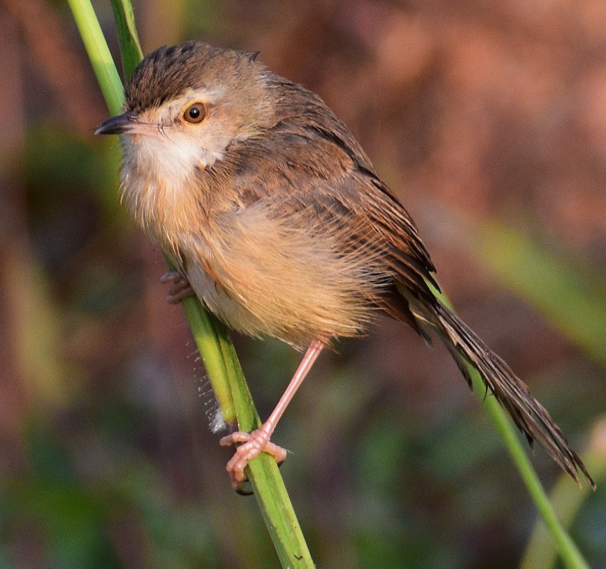 Plain Prinia - ML647267892