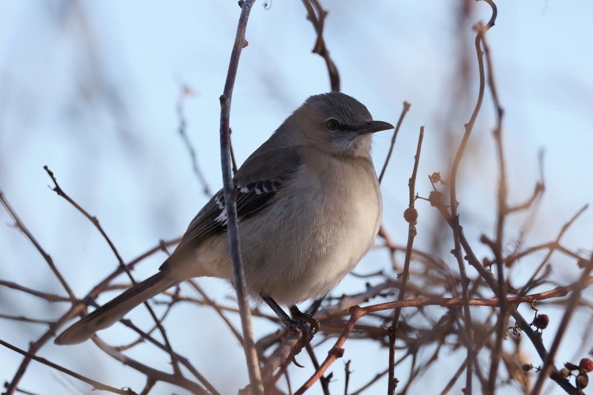 Northern Mockingbird - ML647267893