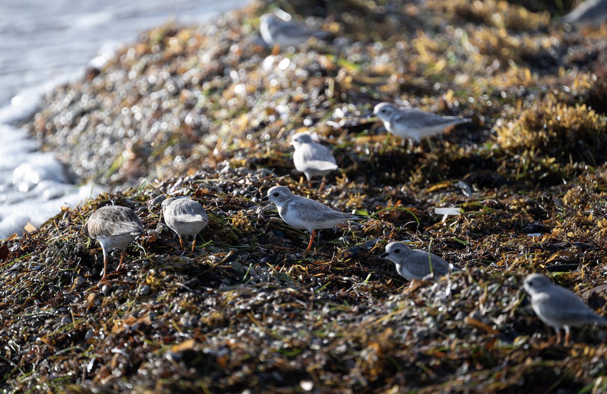 Flötenregenpfeifer - ML647267894