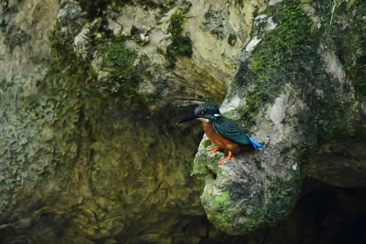 Blyth's Kingfisher - ML647267897