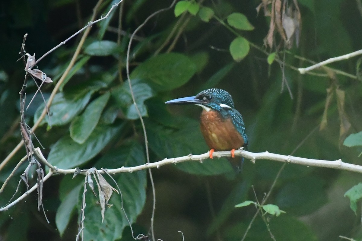 Blyth's Kingfisher - ML647267899