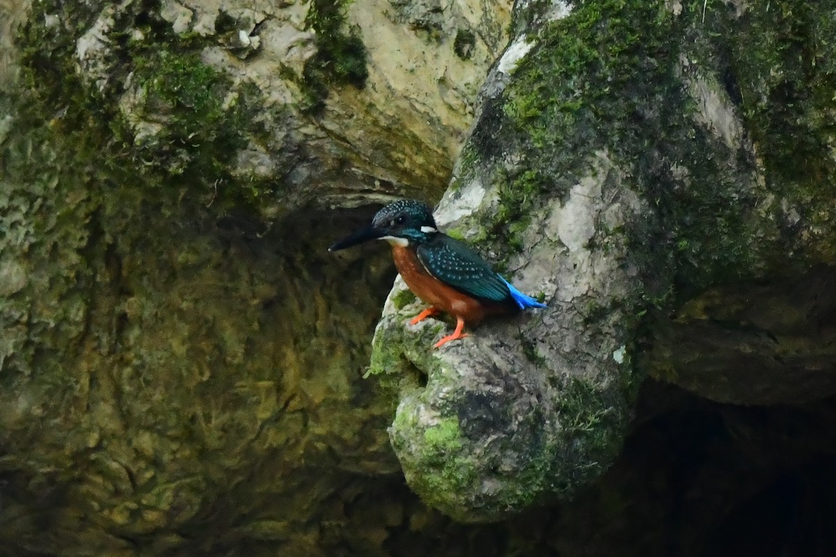 Blyth's Kingfisher - ML647267901