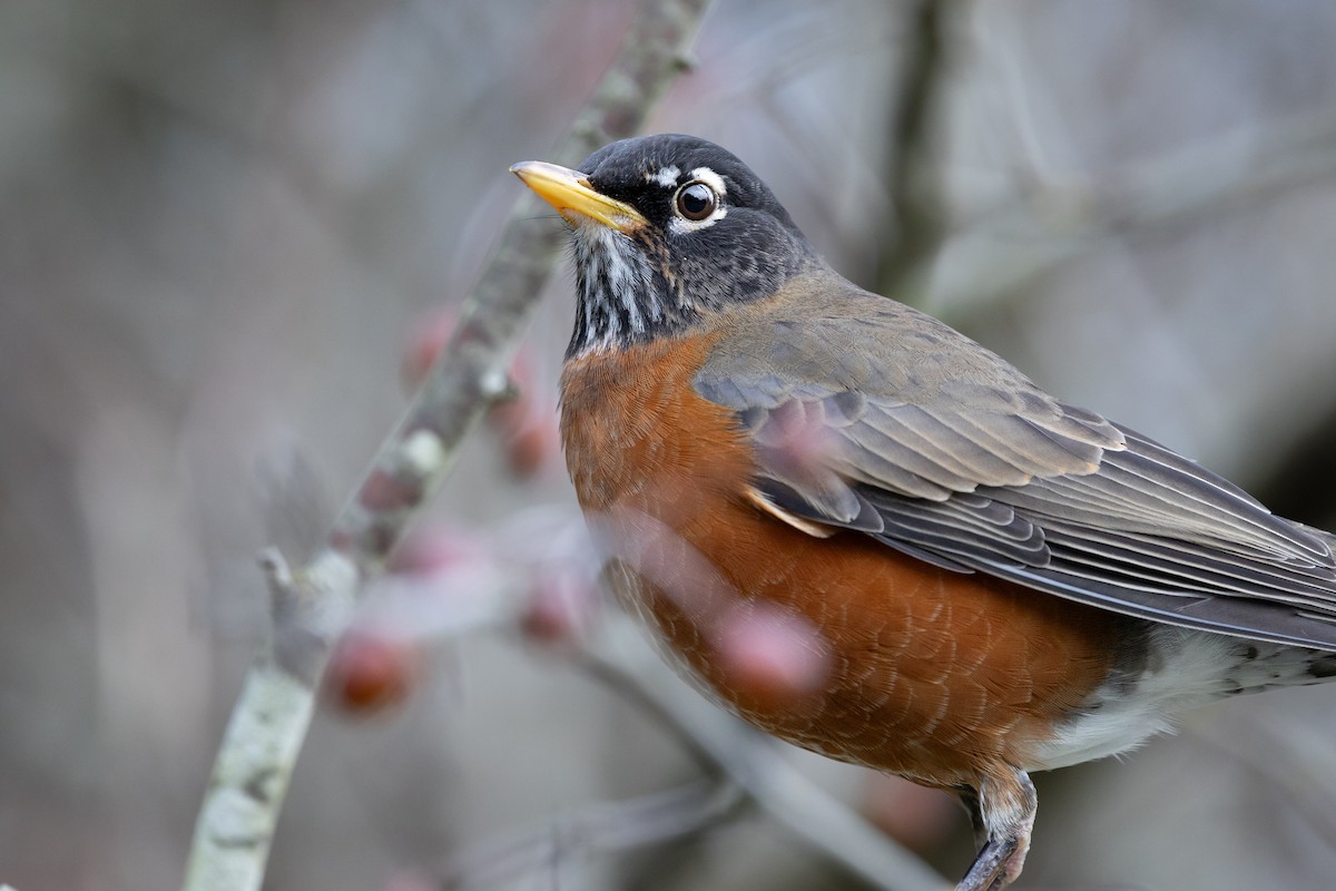 American Robin - ML647267903