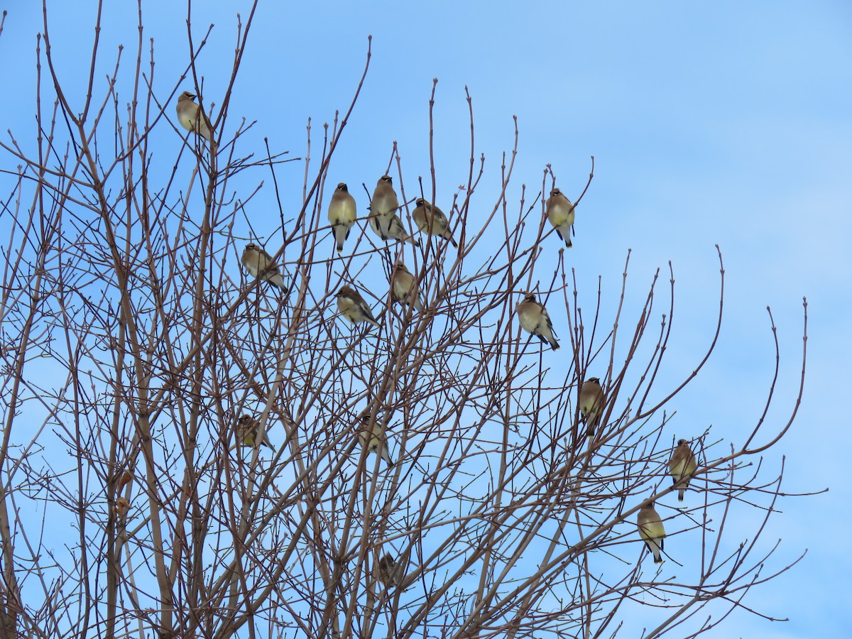 Cedar Waxwing - ML647267911