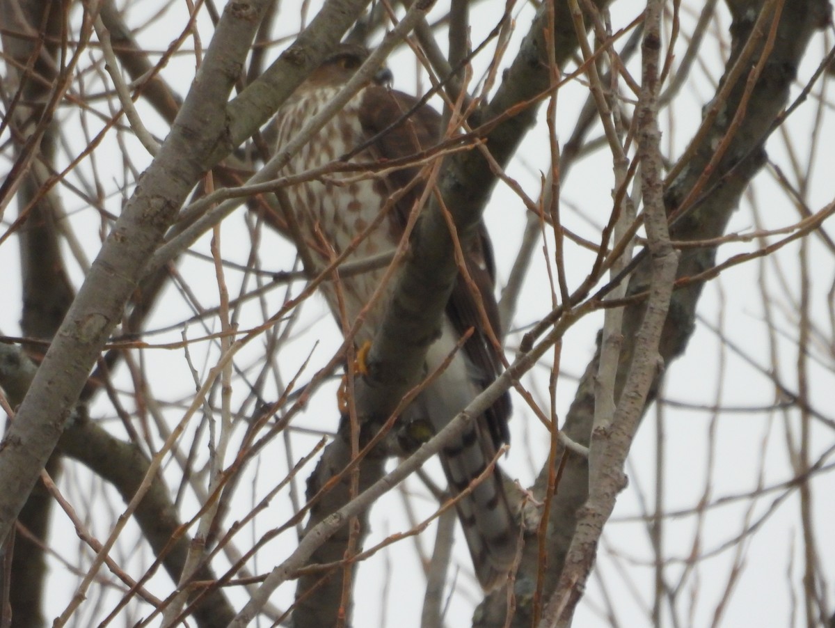 krahujec americký - ML647267919