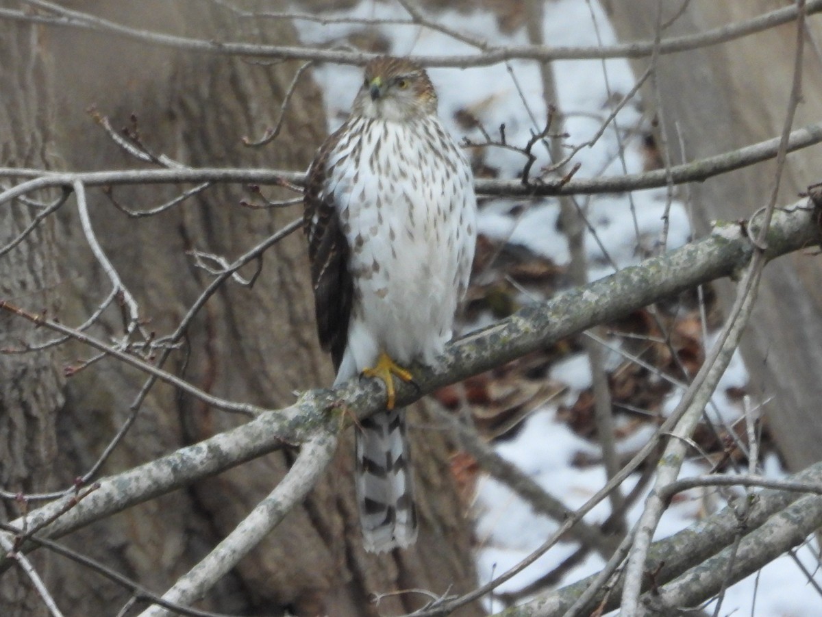 jestřáb americký - ML647267925