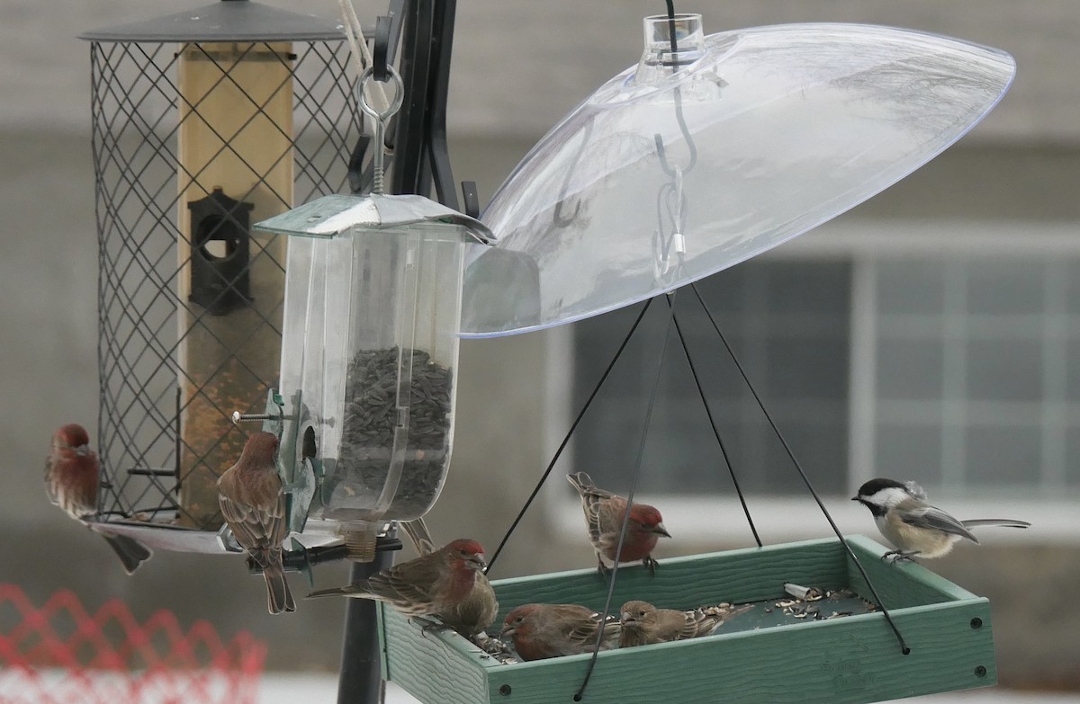 Black-capped Chickadee - ML647267927