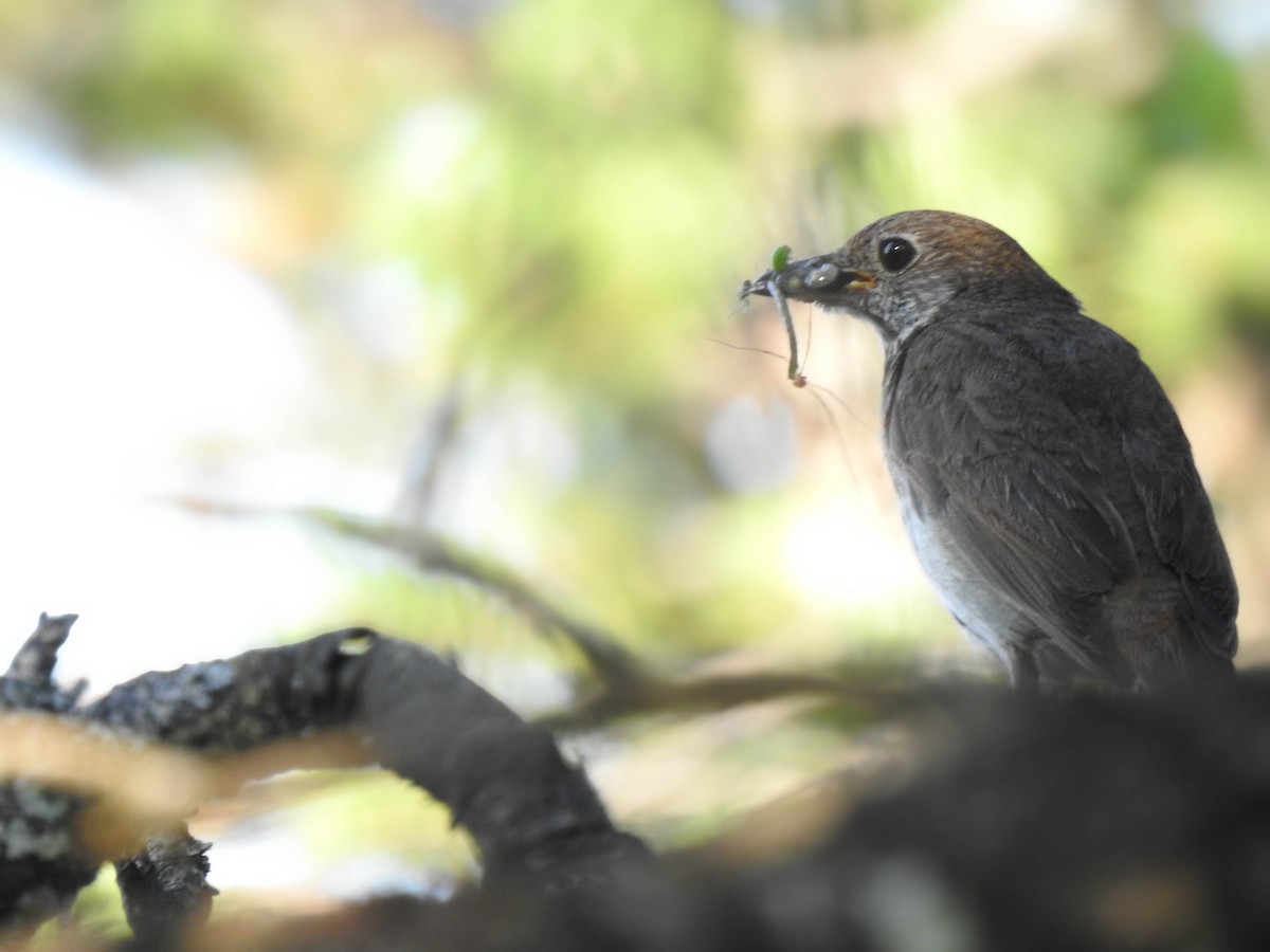 Hermit Thrush - ML647267930