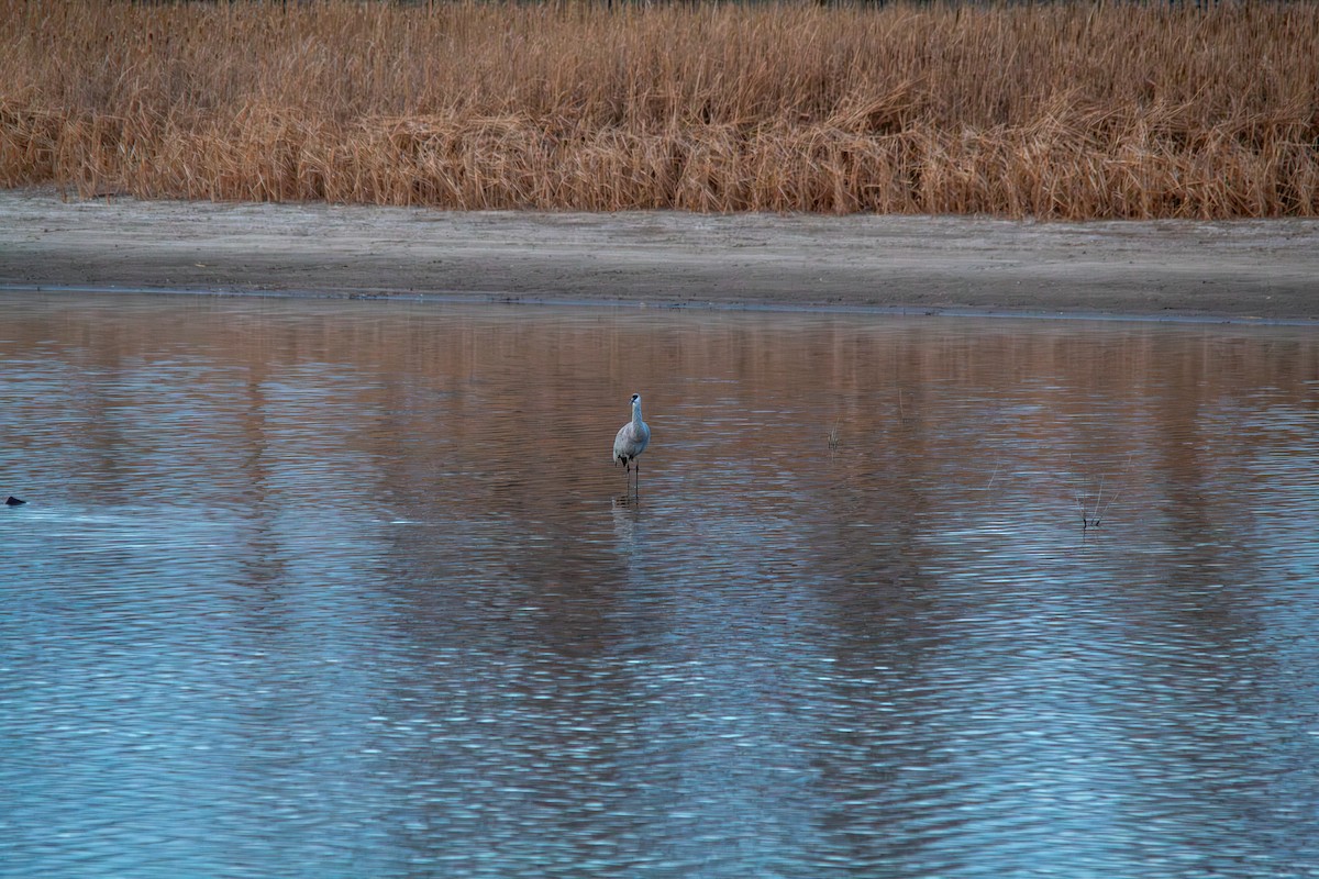 カナダヅル - ML647267934