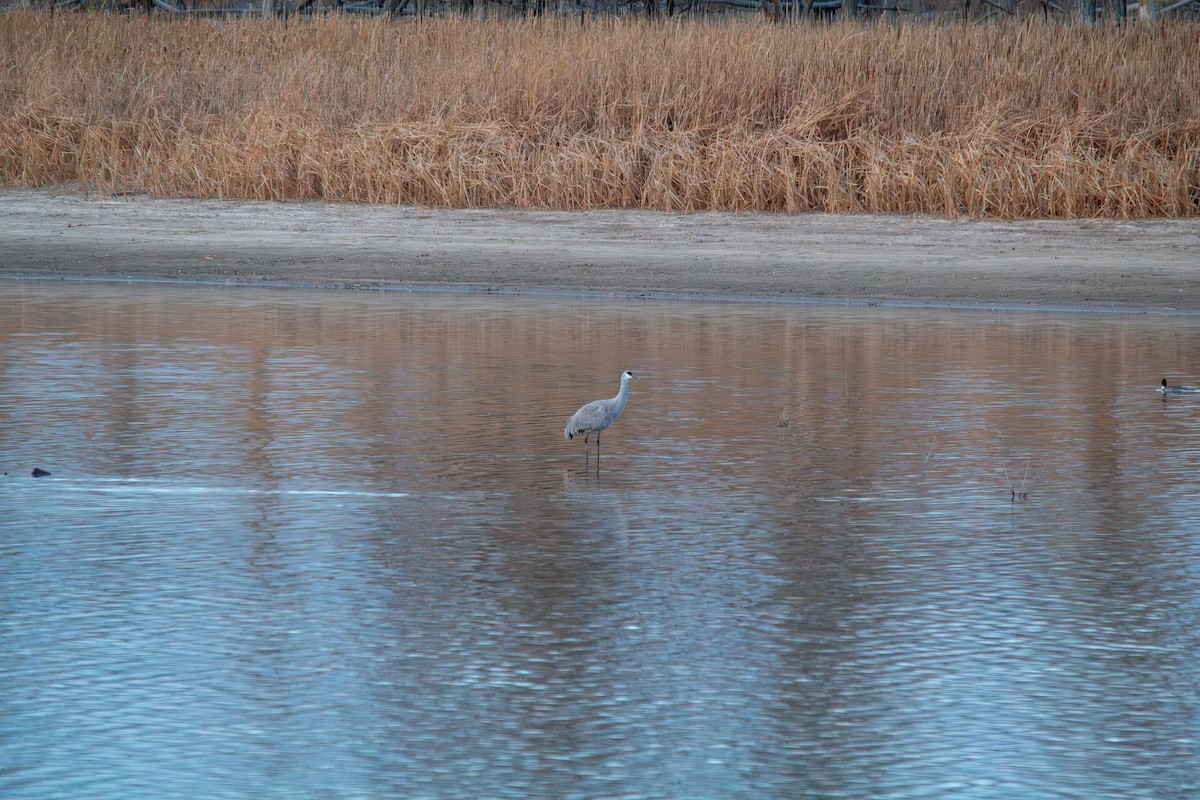 カナダヅル - ML647267935