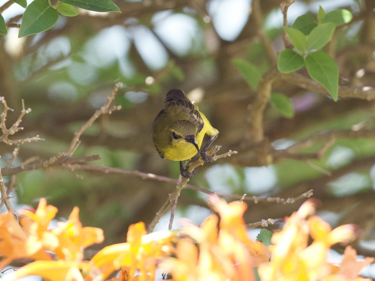 Ornate Sunbird - ML647267936