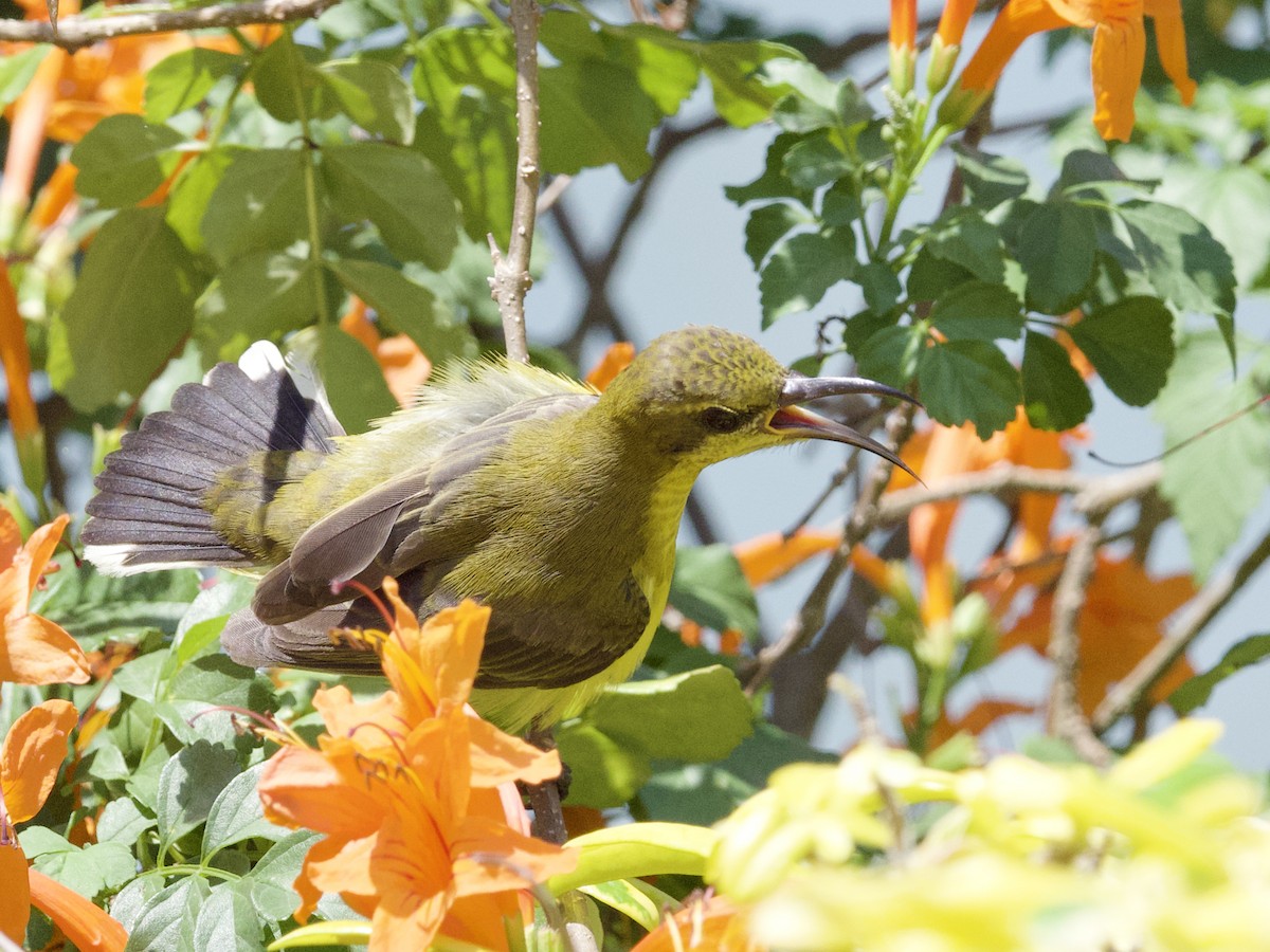Ornate Sunbird - ML647267948