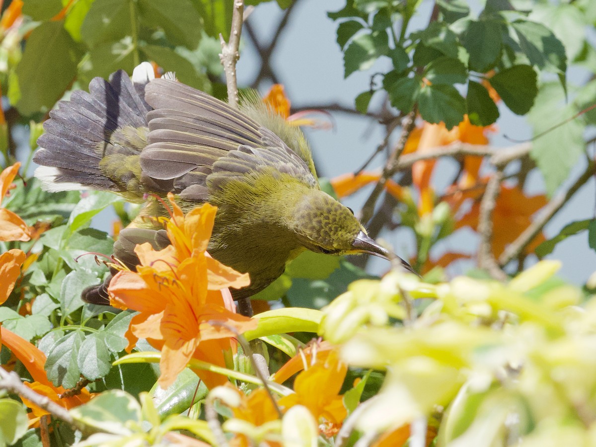 Ornate Sunbird - ML647267949