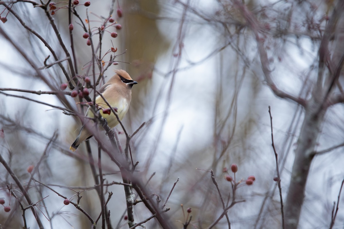 Cedar Waxwing - ML647267952