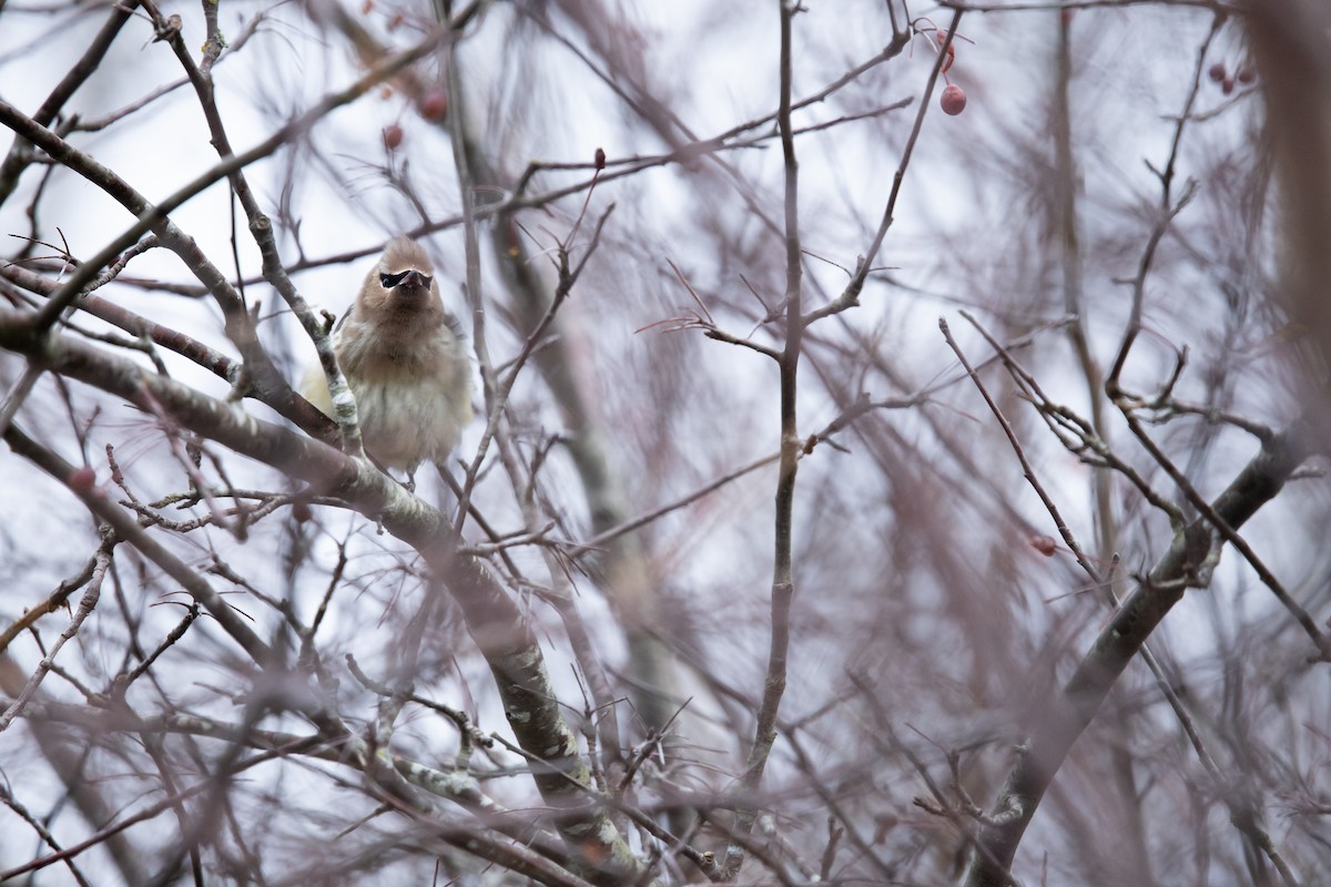Cedar Waxwing - ML647267953