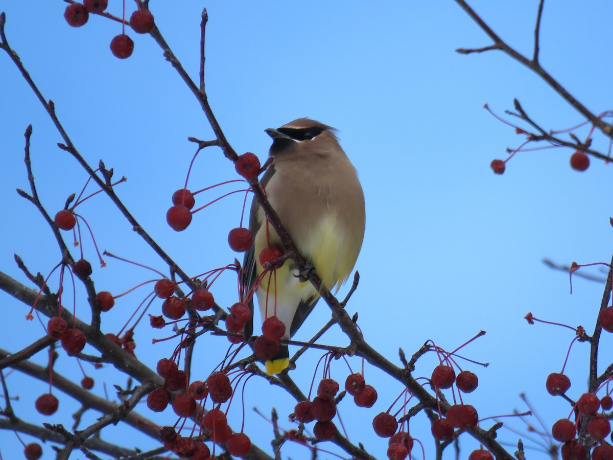 Cedar Waxwing - ML647267956
