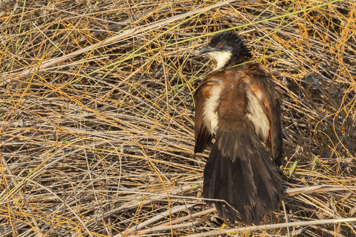 Coppery-tailed Coucal - ML647267957