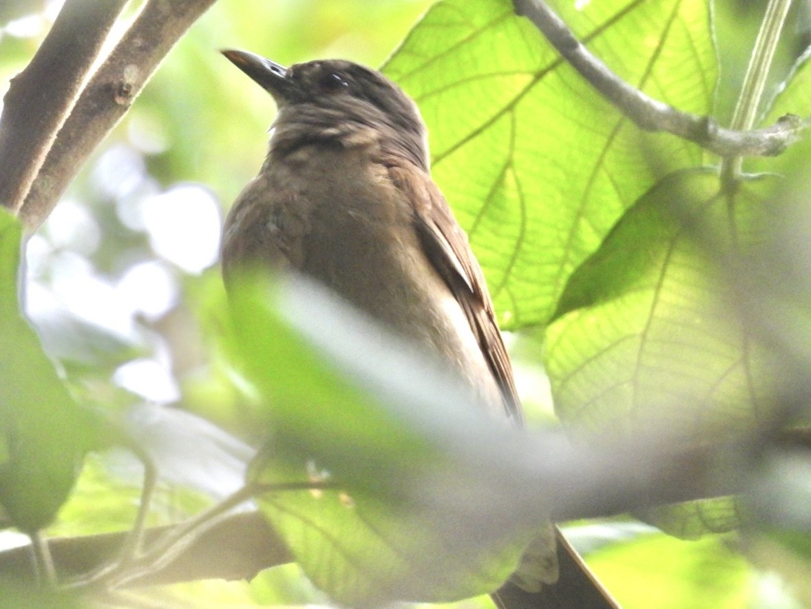 Pale-breasted Thrush - ML647267958