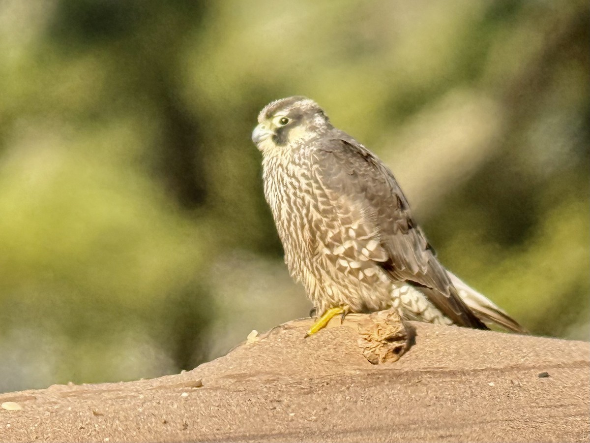 Peregrine Falcon (North American) - ML647267973