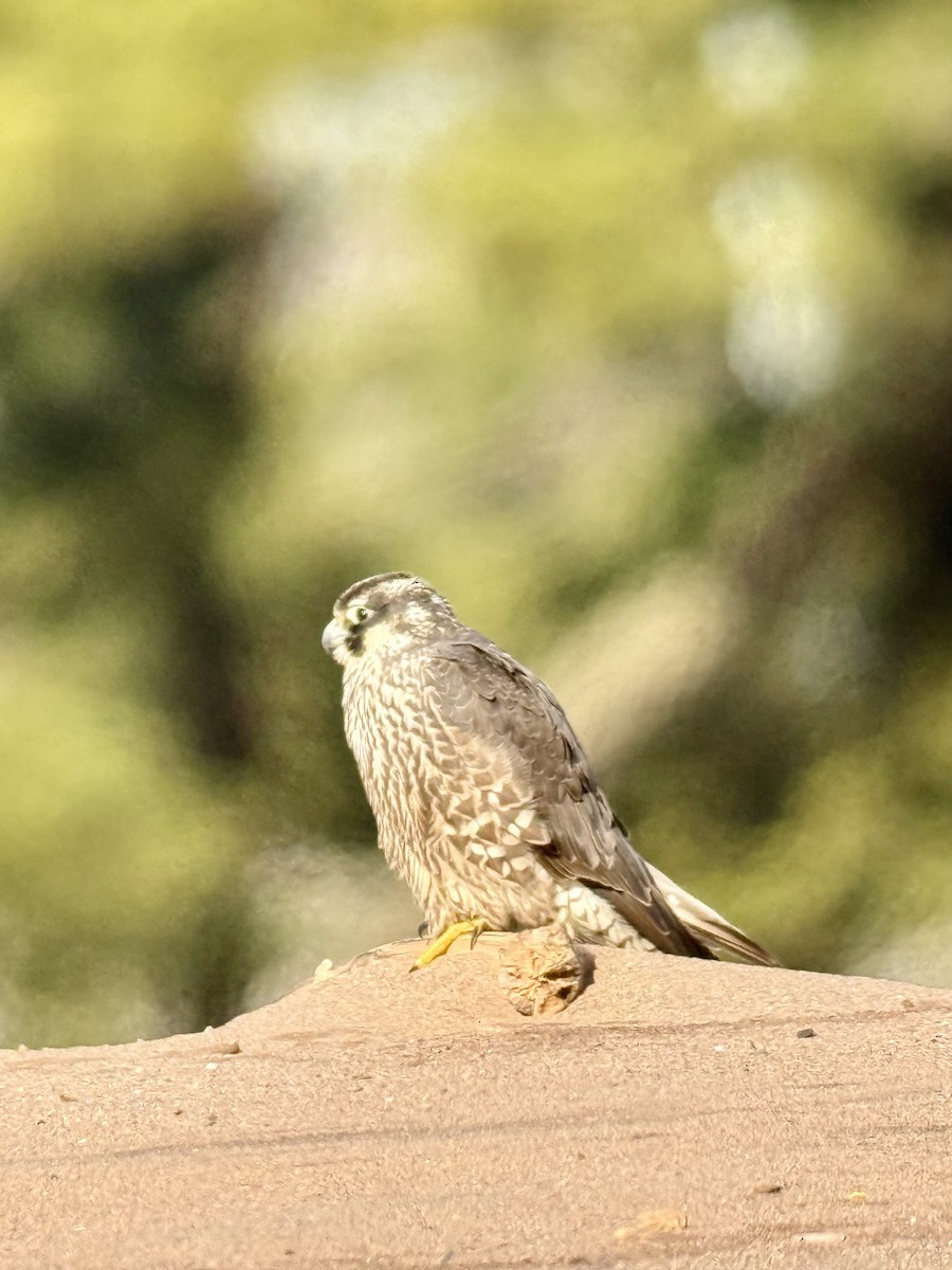 Peregrine Falcon (North American) - ML647267974