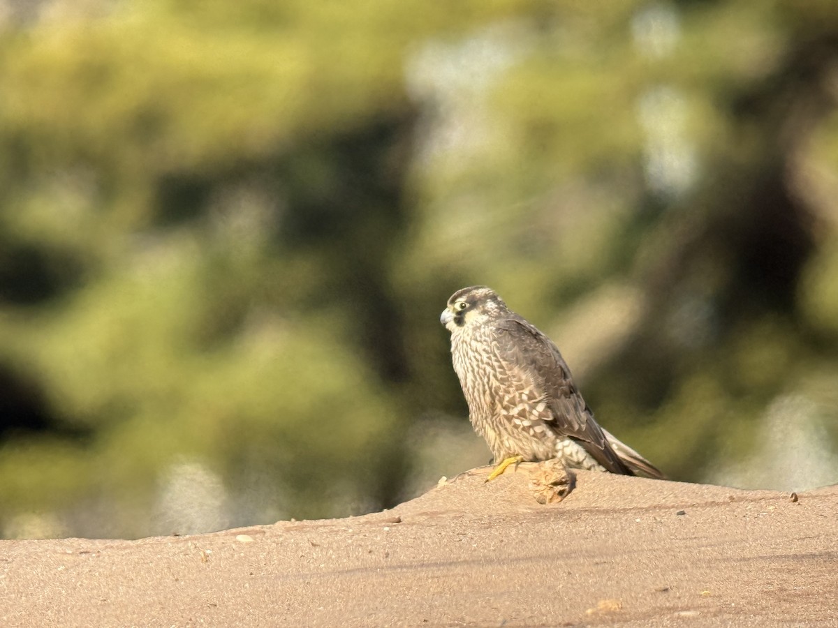 Peregrine Falcon (North American) - ML647267975