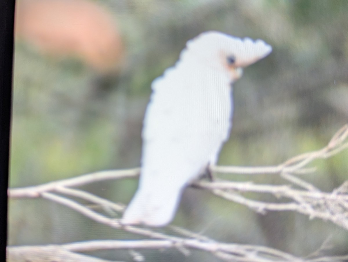 Little Corella - ML647267976