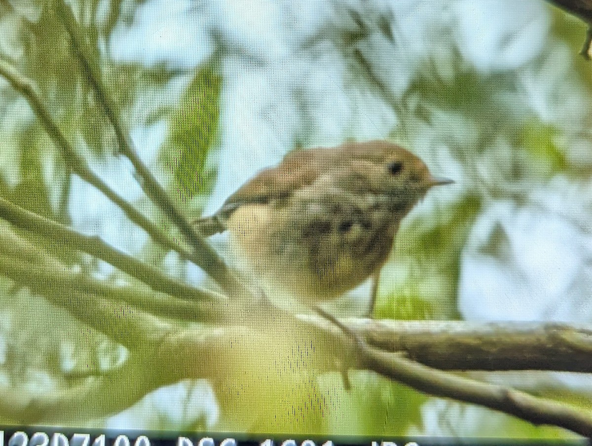Brown Thornbill - ML647267983