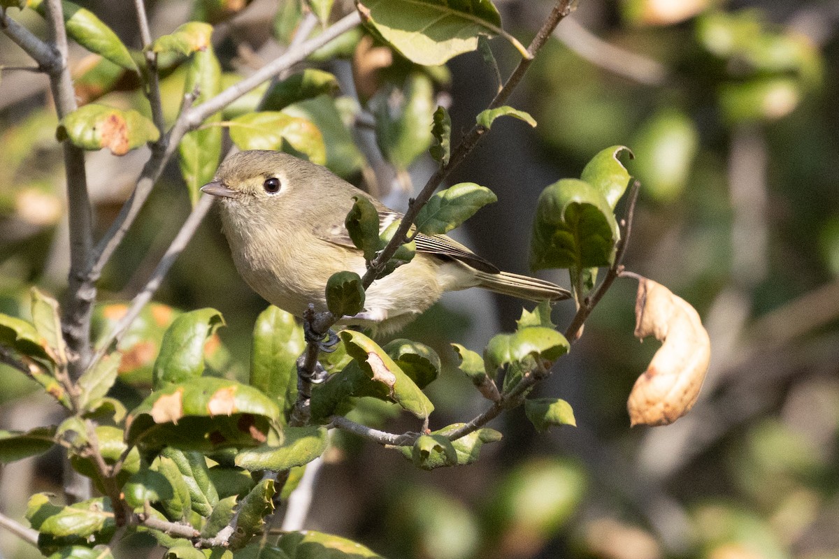 Hutton's Vireo - ML647267985