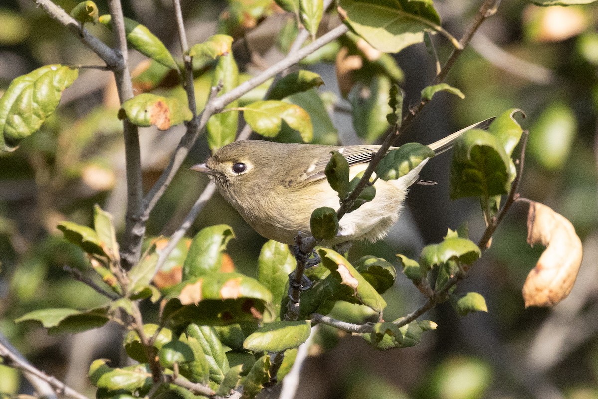 Hutton's Vireo - ML647267986