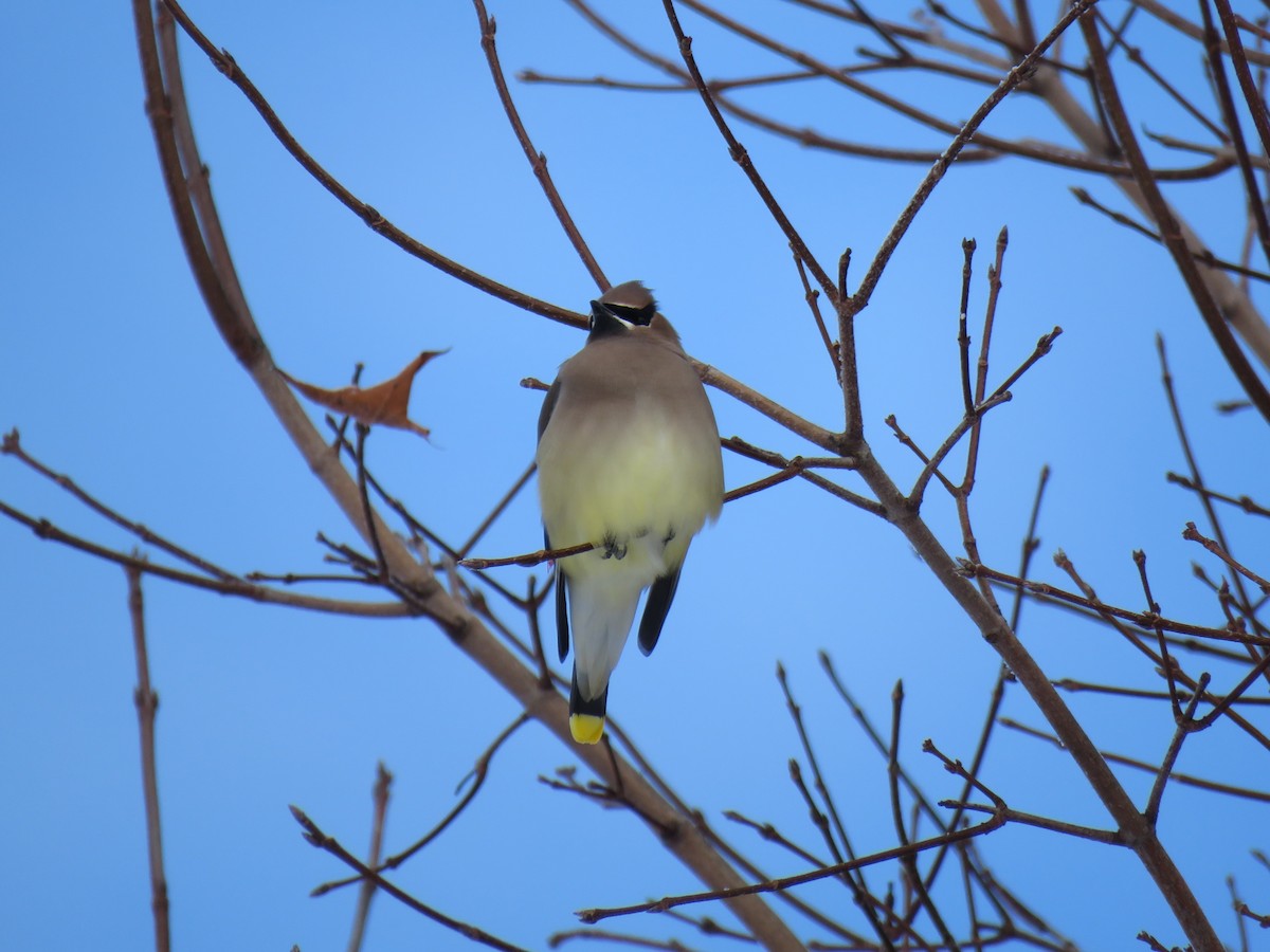 Cedar Waxwing - ML647267990