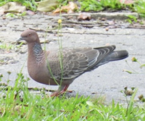 Темнохвостый голубь - ML647267996