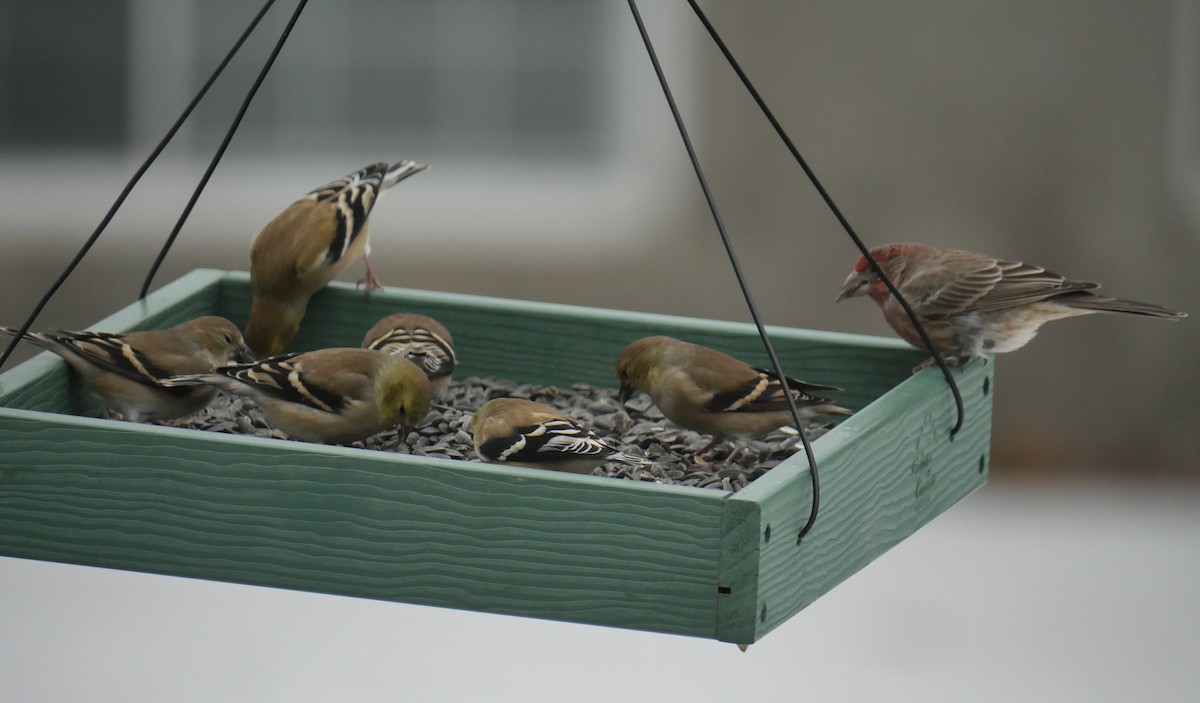 Chardonneret jaune - ML647268002