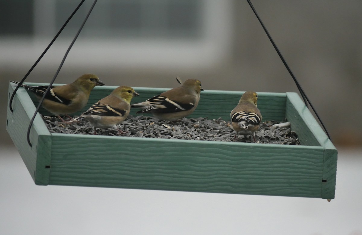 Chardonneret jaune - ML647268003