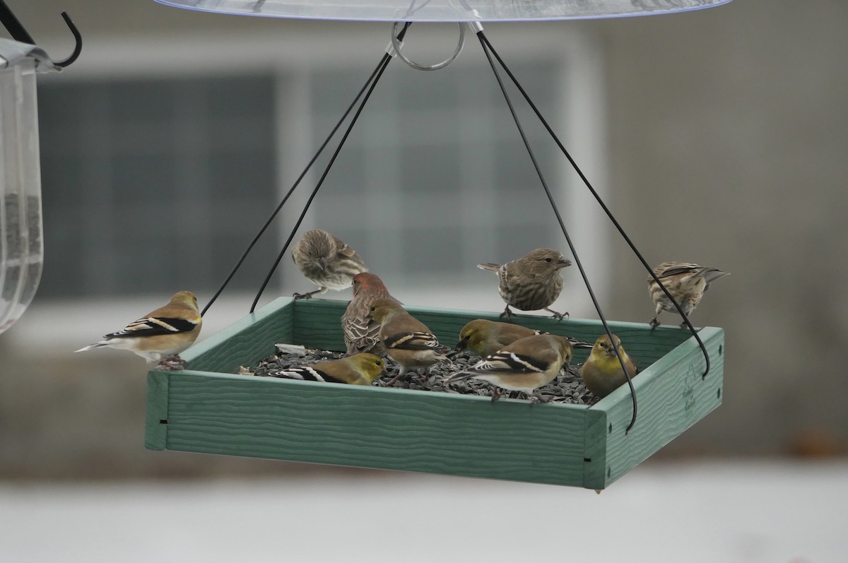 Chardonneret jaune - ML647268004