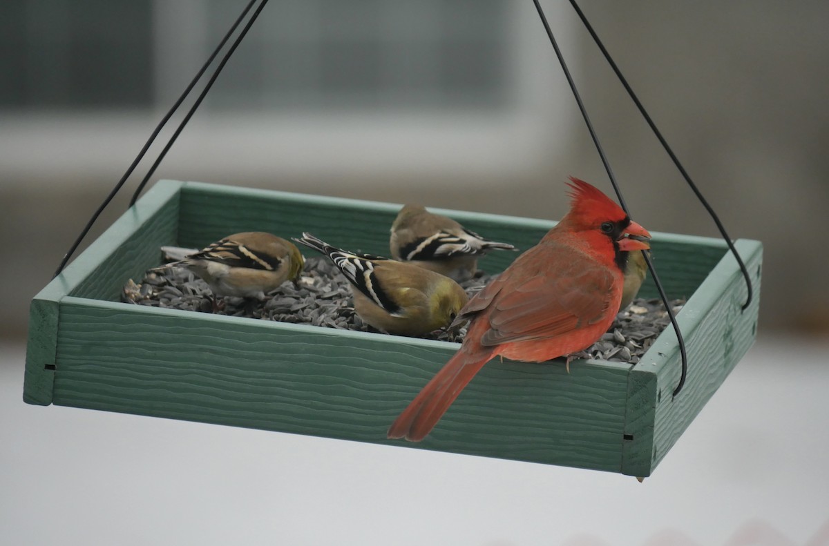 Chardonneret jaune - ML647268005