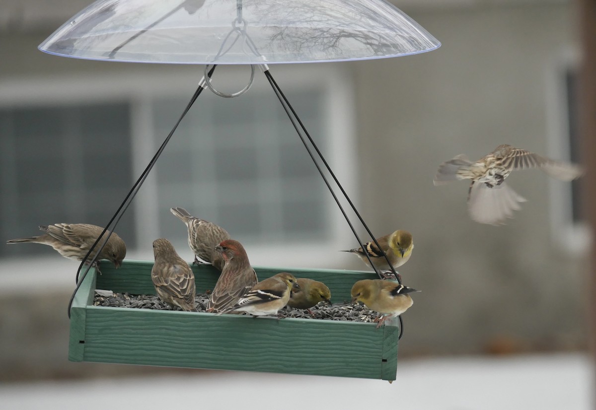 Chardonneret jaune - ML647268007